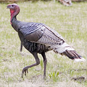 Wild Turkey thumbnail