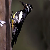 Williamson's Sapsucker thumbnail