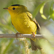 Wilson's Warbler thumbnail