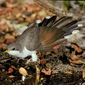 Yellow-billed Cuckoo thumbnail