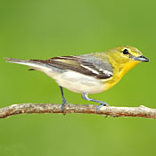 Yellow-throated Vireo thumbnail