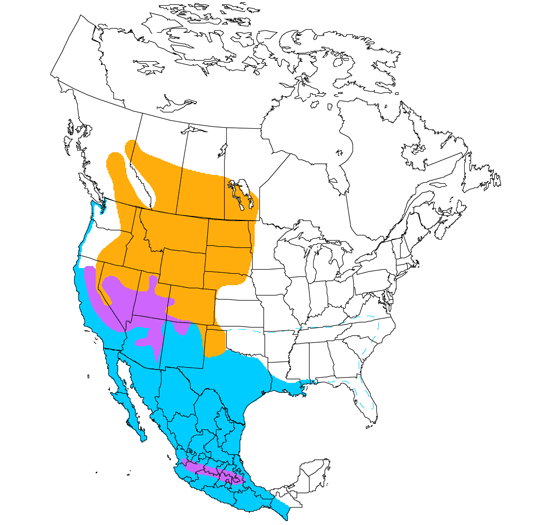 bird range map