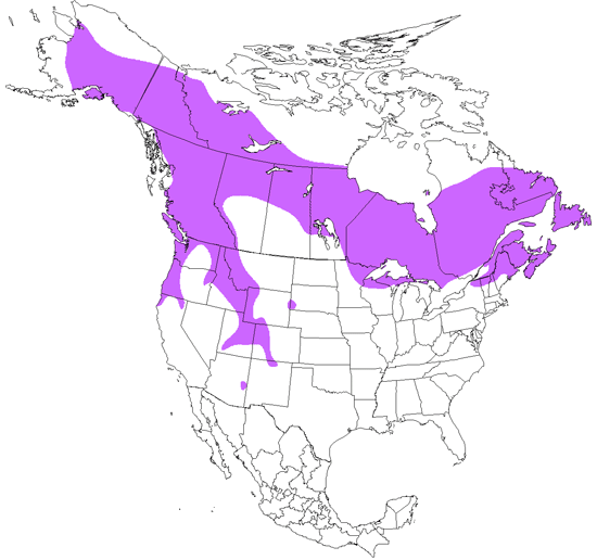 Gray Jay | Ask A Biologist