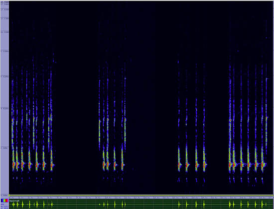 bird sonogram