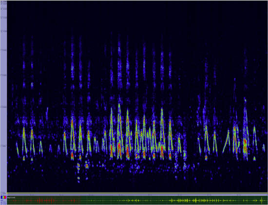 bird sonogram