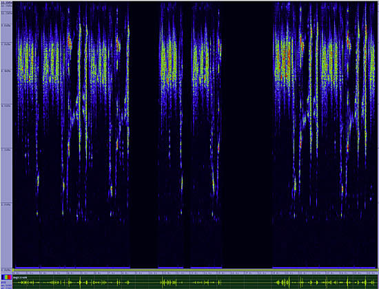 bird sonogram