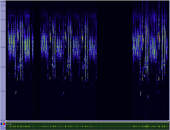 bird sonogram