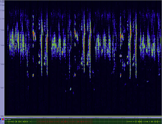 bird sonogram