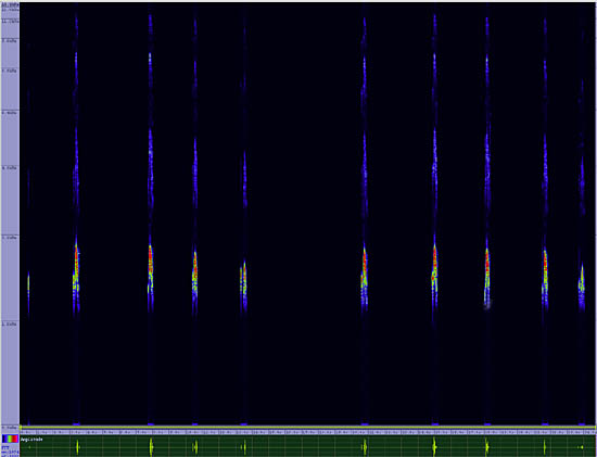 bird sonogram