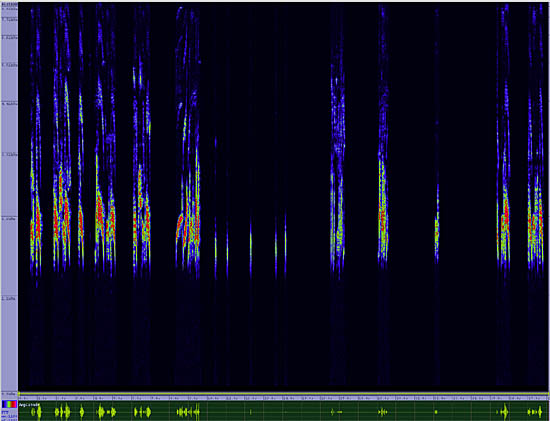 bird sonogram