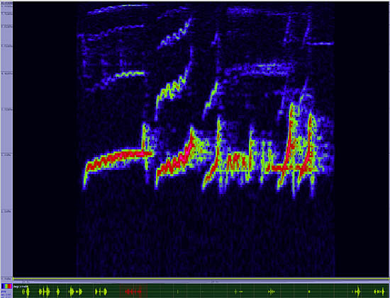 bird sonogram