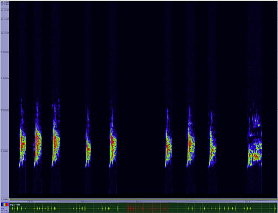 bird sonogram