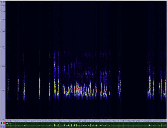 bird sonogram