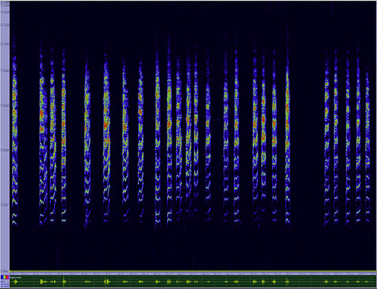 bird sonogram