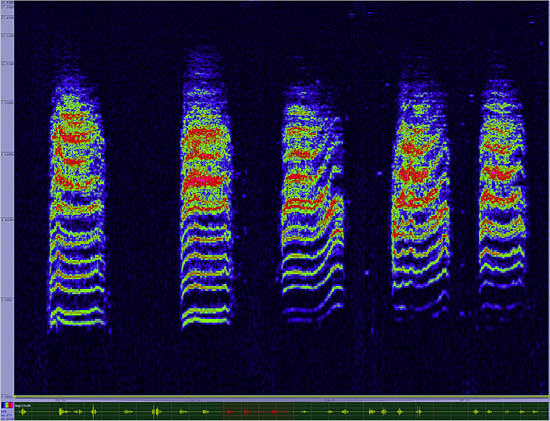 bird sonogram