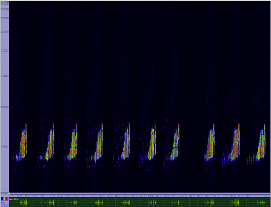 bird sonogram