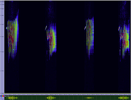 bird sonogram