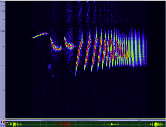 bird sonogram