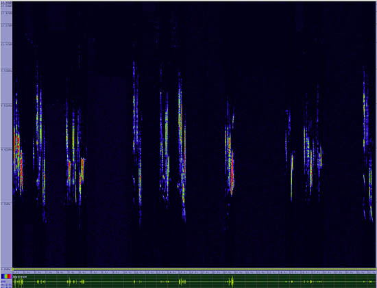 bird sonogram