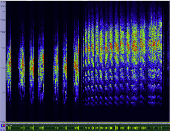 bird sonogram