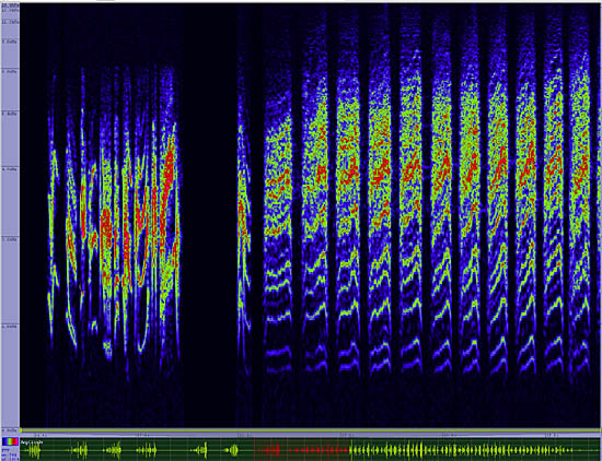 bird sonogram