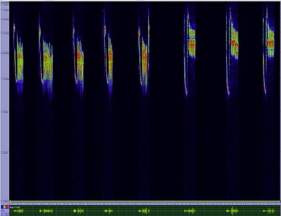 bird sonogram