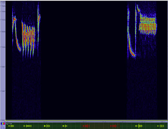 bird sonogram