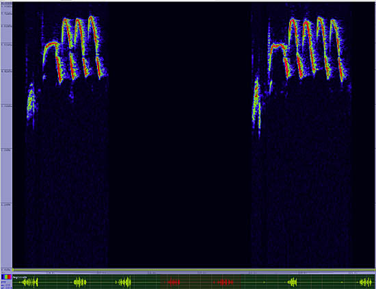 bird sonogram