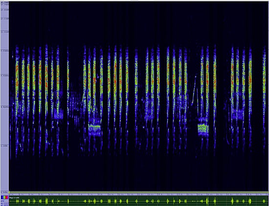 bird sonogram