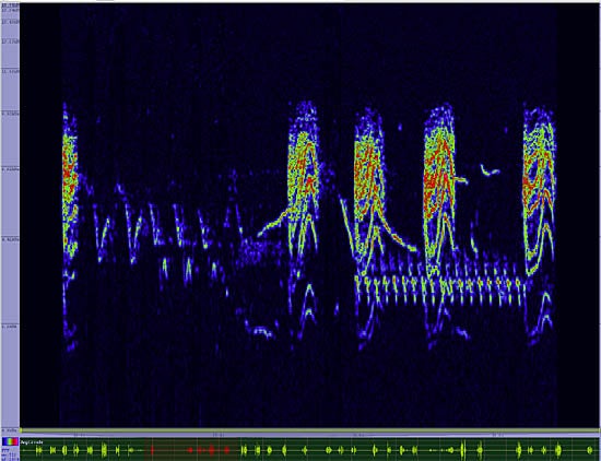 bird sonogram