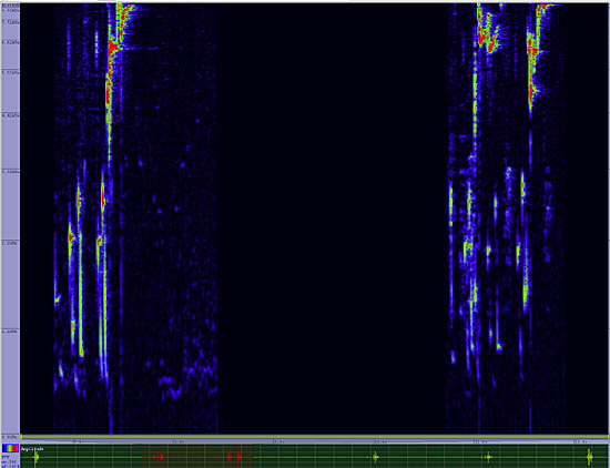 bird sonogram