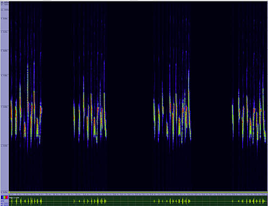 bird sonogram