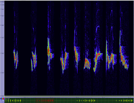 bird sonogram