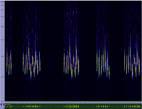 bird sonogram