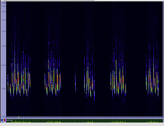 bird sonogram