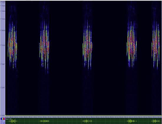 bird sonogram