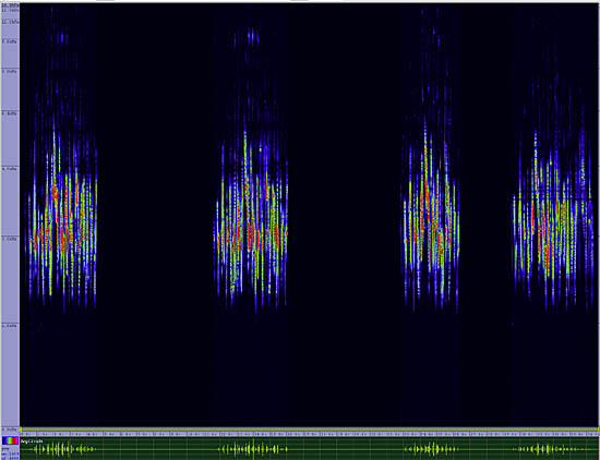 bird sonogram