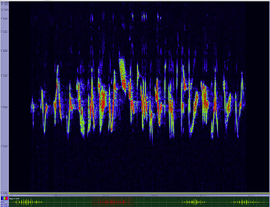 bird sonogram