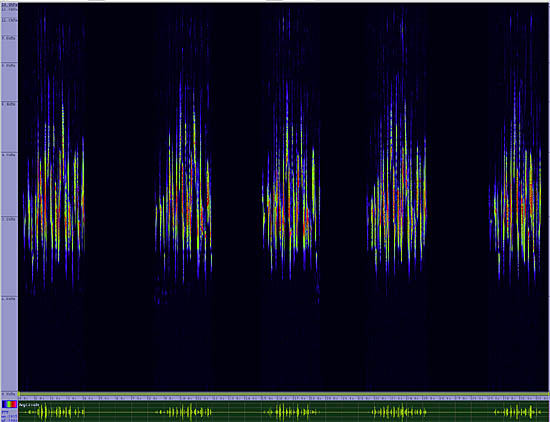 bird sonogram