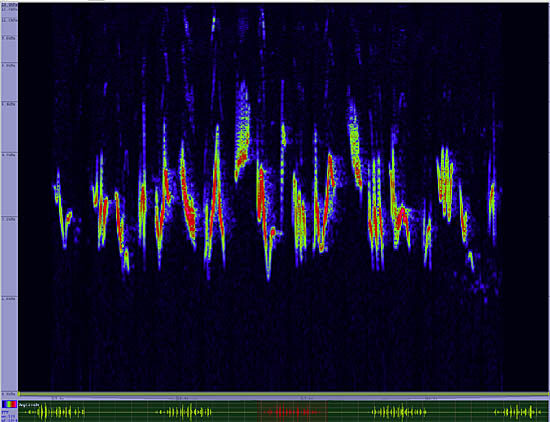 bird sonogram