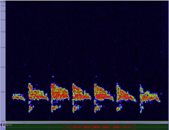 bird sonogram