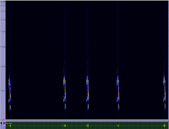 bird sonogram