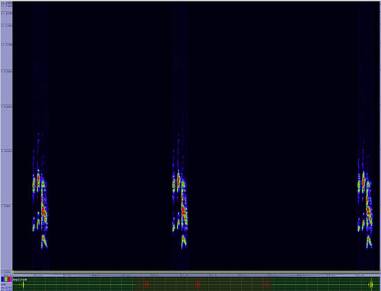 bird sonogram