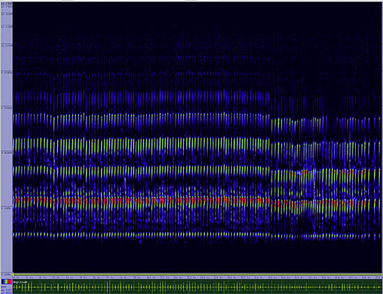 bird sonogram