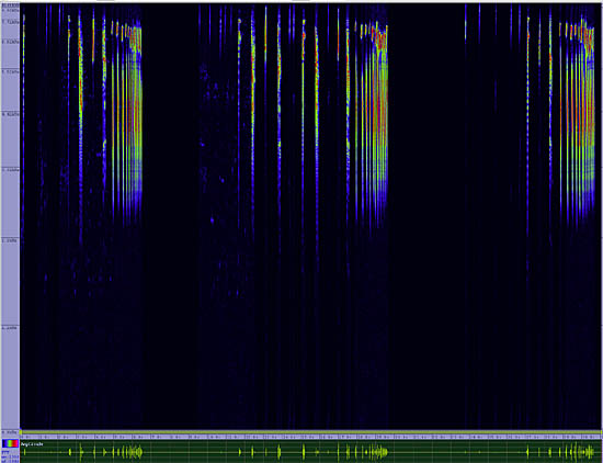 bird sonogram