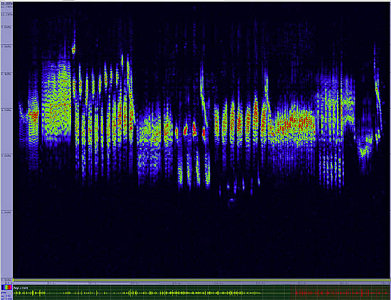 bird sonogram