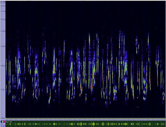 bird sonogram