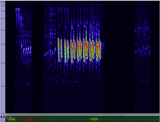 bird sonogram