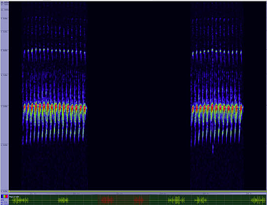 bird sonogram