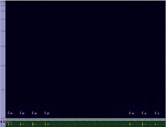 bird sonogram